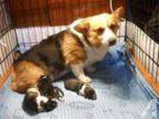 Pembroke Welsh Corgi Puppy for sale in PAW PAW, MI, USA
