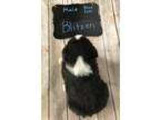Australian Shepherd Puppy for sale in Croswell, MI, USA