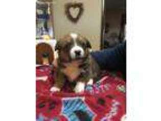 Pembroke Welsh Corgi Puppy for sale in Sutton, NE, USA