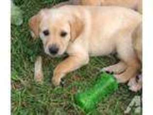Labrador Retriever Puppy for sale in WHITEWATER, WI, USA