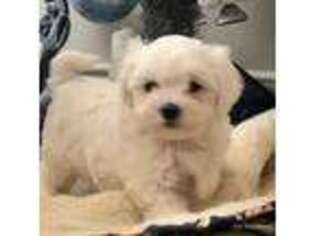 Maltese Puppy for sale in Trempealeau, WI, USA