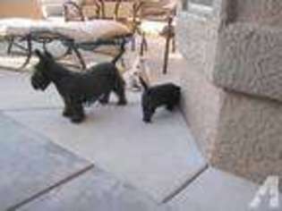 Scottish Terrier Puppy for sale in LAGUNA BEACH, CA, USA