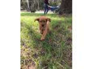 Golden Retriever Puppy for sale in Anthony, FL, USA