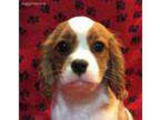 Cavalier King Charles Spaniel Puppy for sale in Findlay, OH, USA