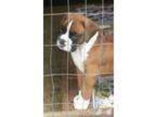 Boxer Puppy for sale in SEATTLE, WA, USA