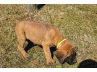 Mastiff Puppy for sale in Monticello, KY, USA