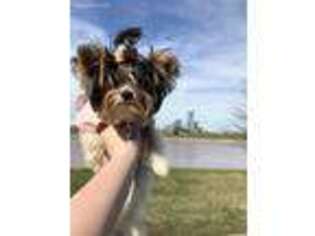 Biewer Terrier Puppy for sale in Mustang, OK, USA
