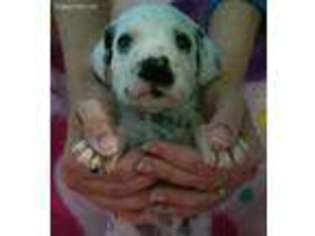 Dalmatian Puppy for sale in Hardyville, KY, USA