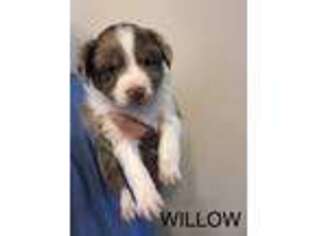 Miniature Australian Shepherd Puppy for sale in Denham Springs, LA, USA