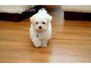 Maltese Puppy for sale in Dearborn Heights, MI, USA