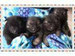 Keeshond Puppy for sale in Pierpont, OH, USA