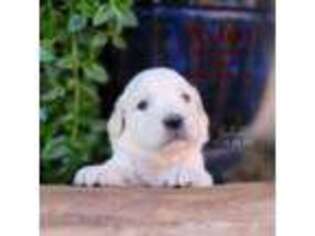 Mutt Puppy for sale in El Campo, TX, USA
