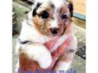 Australian Shepherd Puppy for sale in Ontario, OR, USA