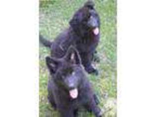 German Shepherd Dog Puppy for sale in WEST PALM BEACH, FL, USA