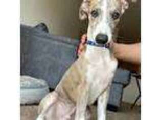 Whippet Puppy for sale in Bellevue, NE, USA