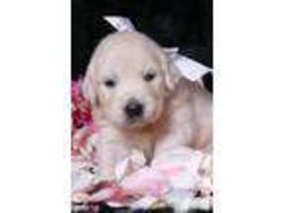 Golden Retriever Puppy for sale in OKLAHOMA CITY, OK, USA