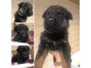German Shepherd Dog Puppy for sale in Muncie, IN, USA