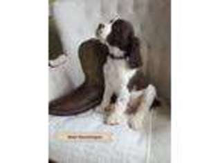 English Springer Spaniel Puppy for sale in Newville, PA, USA