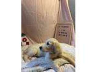 Golden Retriever Puppy for sale in Kenova, WV, USA