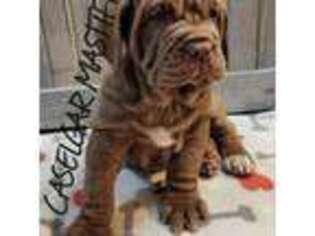 Neapolitan Mastiff Puppy for sale in Nevada, MO, USA