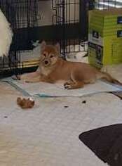 Shiba Inu Puppy for sale in Santa Clara, CA, USA