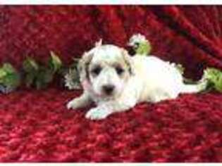 Goldendoodle Puppy for sale in Coalgate, OK, USA