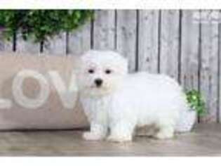 Maltese Puppy for sale in Columbus, OH, USA