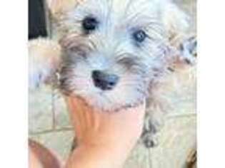 Mutt Puppy for sale in Palm Springs, CA, USA
