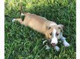 Bull Terrier Puppy for sale in Kansas City, KS, USA