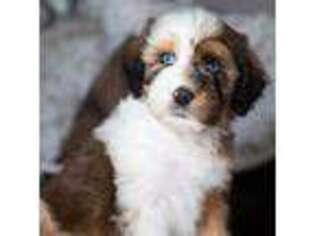 Mutt Puppy for sale in Pella, IA, USA