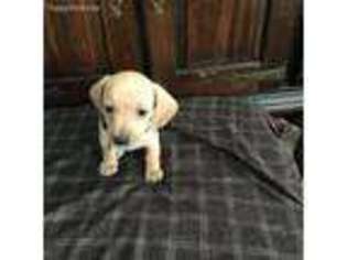 Dachshund Puppy for sale in Dayton, PA, USA