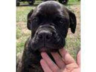 Bullmastiff Puppy for sale in Hartville, MO, USA