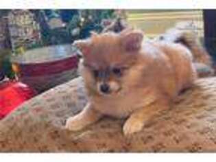 Pomeranian Puppy for sale in Annapolis, MD, USA