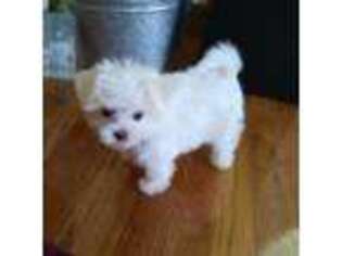 Maltese Puppy for sale in Montgomery, IN, USA