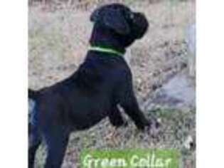 Cane Corso Puppy for sale in Henry, VA, USA
