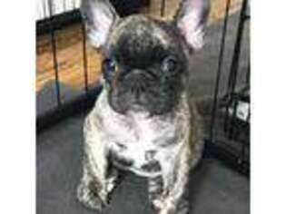 French Bulldog Puppy for sale in Roanoke, TX, USA
