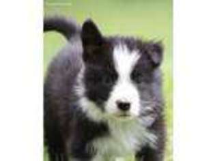 Border Collie Puppy for sale in Mount Vernon, OH, USA