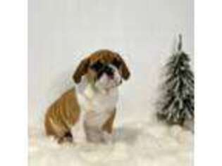 Bulldog Puppy for sale in Winesburg, OH, USA