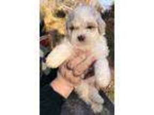 Shih-Poo Puppy for sale in Cullman, AL, USA