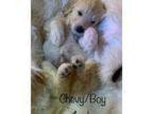 Labradoodle Puppy for sale in Medford, OR, USA