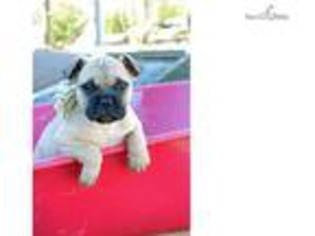 Bullmastiff Puppy for sale in Fayetteville, AR, USA