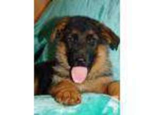 German Shepherd Dog Puppy for sale in GRANTS PASS, OR, USA