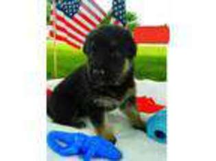 German Shepherd Dog Puppy for sale in Suffolk, VA, USA