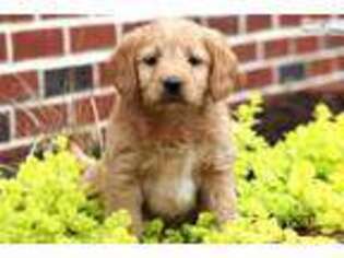 Labradoodle Puppy for sale in Lancaster, PA, USA