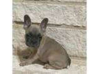 French Bulldog Puppy for sale in Dallas, TX, USA