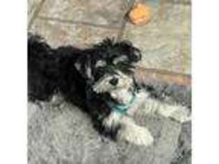 Maltese Puppy for sale in Douglass, KS, USA