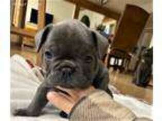 French Bulldog Puppy for sale in Nine Mile Falls, WA, USA