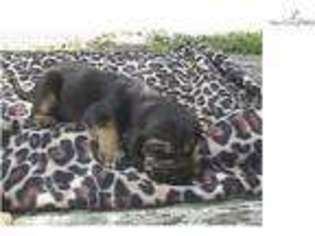 Bloodhound Puppy for sale in Macon, GA, USA