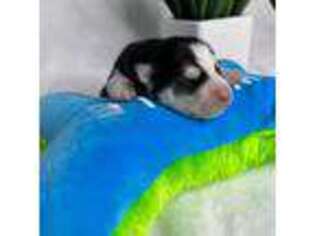 Siberian Husky Puppy for sale in Jacksonville, FL, USA