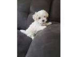 Maltese Puppy for sale in Narvon, PA, USA
